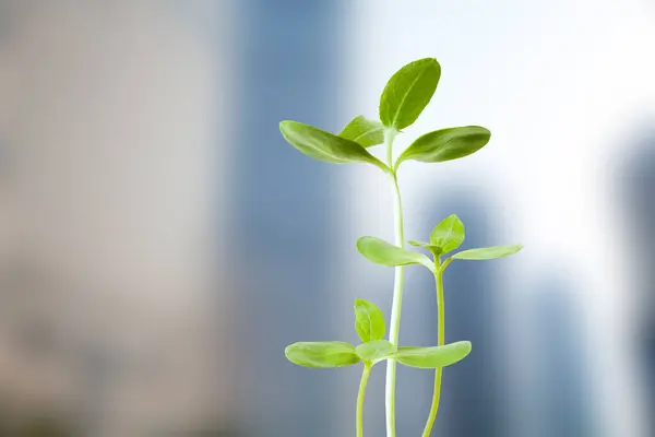 Growing Green Plants Background — Stock Photo, Image