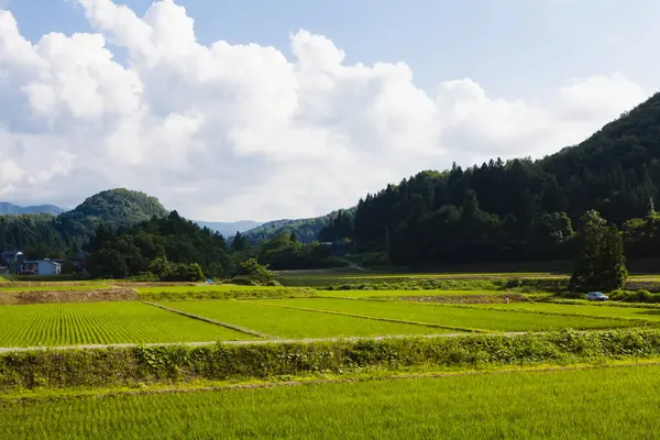 Рисовые Поля Поля Японии — стоковое фото