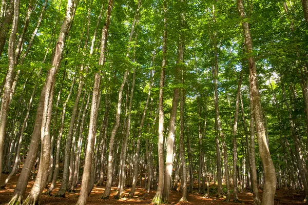 Pohon Hijau Hutan Musim Panas — Stok Foto