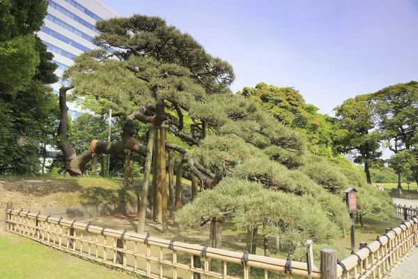 Tokyo, Japonya 'daki Hama-rikyu bahçeleri.