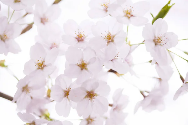 Close View Beautiful Blooming Cherry Flowers — Stock Photo, Image
