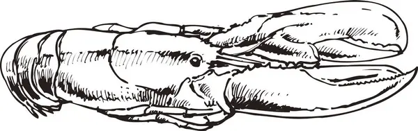 Lobster Outline Illustration Food Concept — Stock Photo, Image