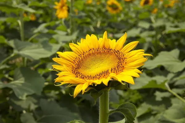 Mooie Zonnebloemen Het Veld Natuur Achtergrond — Stockfoto