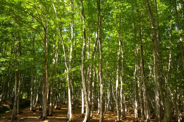 Зелені Дерева Літньому Лісі — стокове фото