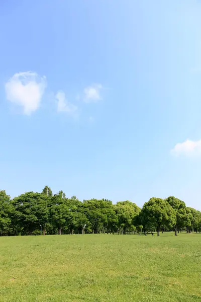 Groene Bomen Park Met Blauwe Lucht Stockfoto