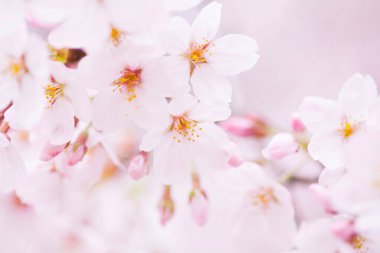 Güzel çiçek açan kiraz çiçeklerinin yakın görüntüsü