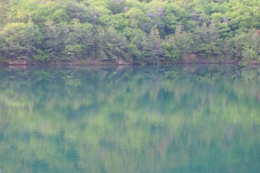 Nehir ve yeşil yemyeşil bitki örtüsüyle güzel bir manzara.