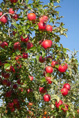 Ağaç dallarında olgun kırmızı elmalar, yakın - yakın -