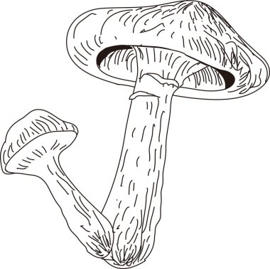 Mantarlar ana hatları illüstrasyon, gıda kavramı