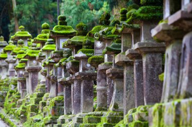 tapınağın güzel Buda heykeli