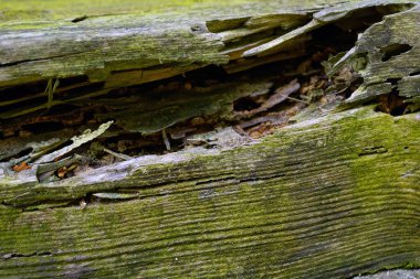 çürük ağaç yosun ve liken ile kaplanmış.