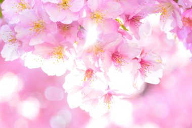 Japonya 'da kiraz çiçekleri ya da sakura.