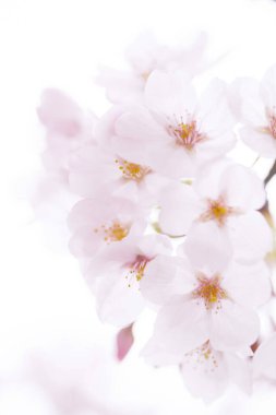 Güzel çiçek açan kiraz çiçeklerinin yakın görüntüsü