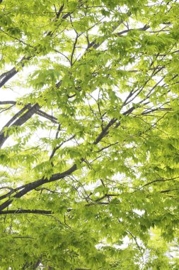 Ağaç dallarında yeşil yapraklar, doğal bitki örtüsü.         