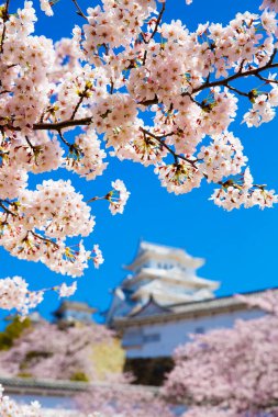 Osaka, Japonya Osaka Kalesi bahar mevsiminde 