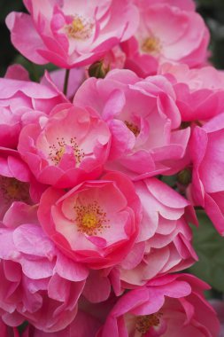 Bahçedeki güzel güller doğa arka planında