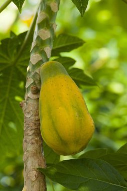 Olgun papaya meyvesi yakın bir manzarada ağaçta 