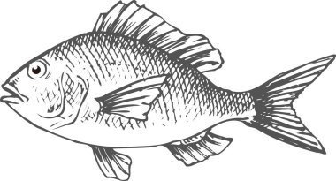 Beyaz arkaplandaki balıkların gösterimi