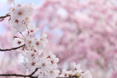 Japonya 'da kiraz çiçekleri, Tokyo