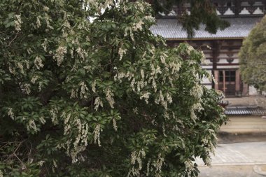 Şehir parkında çiçek açan ağacın güzel manzarası