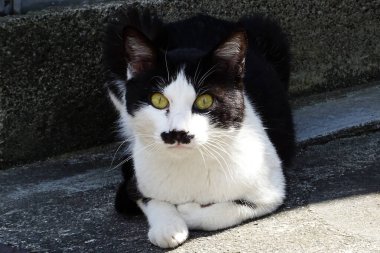 Şirin siyah beyaz kedi sokakta 