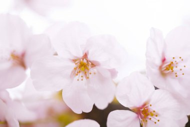 Kiraz çiçekleri, yaklaşın. 