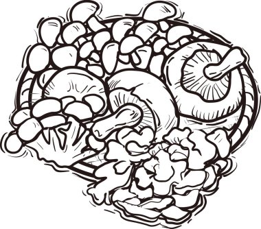 Beyaz arka planda izole edilmiş çeşitli mantarların, basit siyah ve beyaz çizimlerinin çizimi