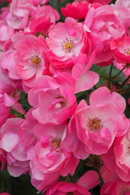 Bahçedeki güzel güller doğa arka planında