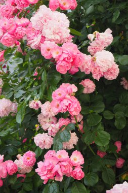 Bahçedeki güzel güller doğa arka planında