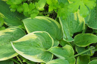 Bahçedeki bir bitkinin yeşil yaprakları