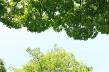 doğa arka planında yeşil yapraklar