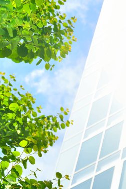 Yeşil yaprakları ve mavi gökyüzü arka plan