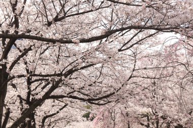 Japonya 'da kiraz çiçekleri, Tokyo