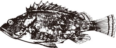 Beyaz arkaplandaki balıkların gösterimi