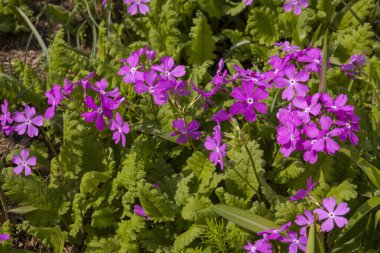 Bahçede büyüyen güzel çiçekler