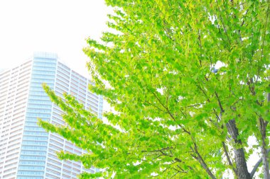 Şehirdeki modern binanın önündeki yeşil ağaç.
