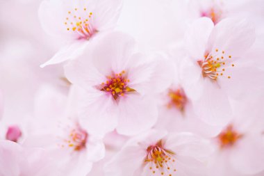 Kiraz çiçekleri, yaklaşın. 