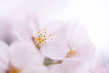 pembe kiraz çiçekleri yakın çekim