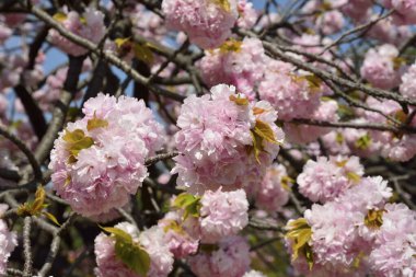 Ağaçtaki güzel sakura çiçekleri