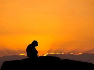 Gün batımında kayanın üzerinde oturan maymun silueti.