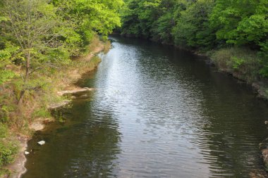 Nehir ve yoğun yeşil orman