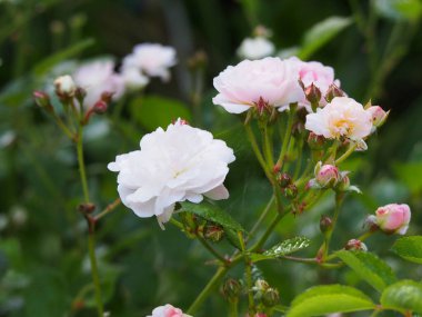 Bahçedeki güzel çiçekler 