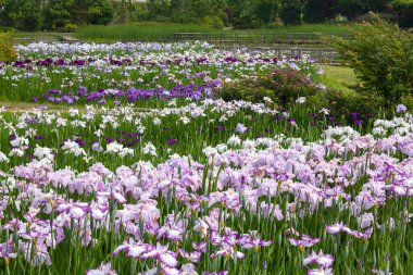 Bahçedeki güzel çiçekler