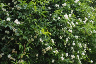Bahçesinde güzel beyaz çiçekleri olan çalılar