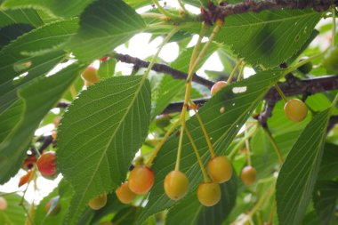 Yeşil ve olgun kirazlı ağaç yapraklarına yakın. 
