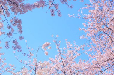 Mavi gökyüzü üzerinde kiraz çiçeği 