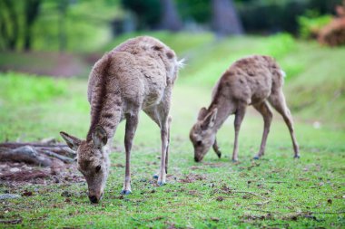 Bulanık geçmişi olan ormanda genç bir geyik. 