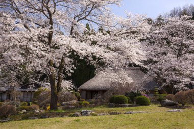Parkta kiraz ağaçları güzel çiçek açıyor.