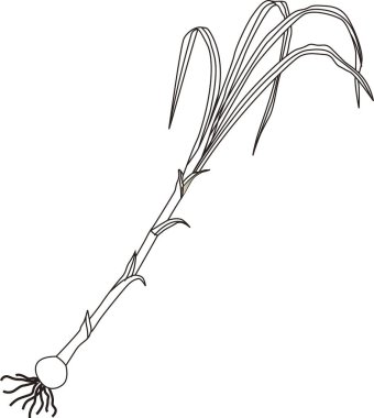 Tek yeşil soğan sapı, beyaz arkaplanda izole edilmiş siyah beyaz çizim.