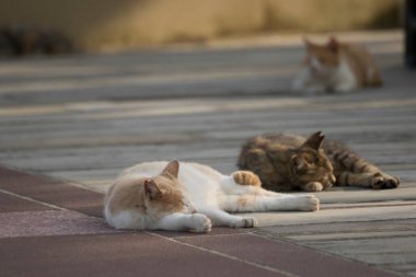 Gündüz vakti kaldırımda uyuyan kediler